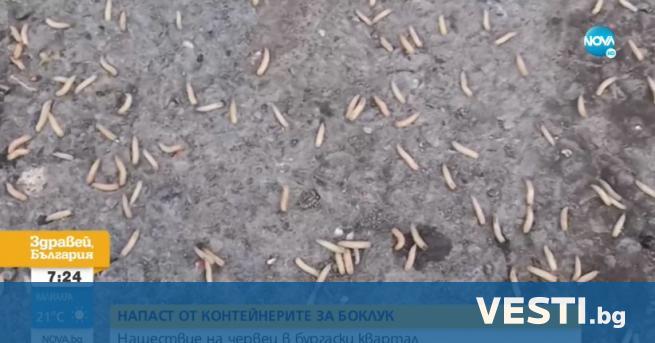 ашествие на червеи в Бургас Жителите на кв Горно Езерово