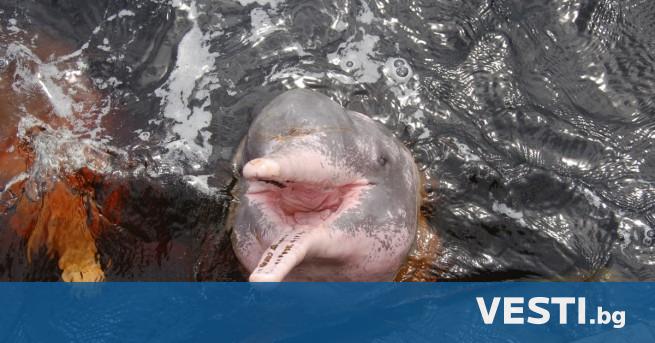 мазонските речни розови делфини са застрашени Водноелектрическите централи блокират техните