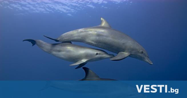 Делфините са едни от най интелигентните животни на Земята Те притежават