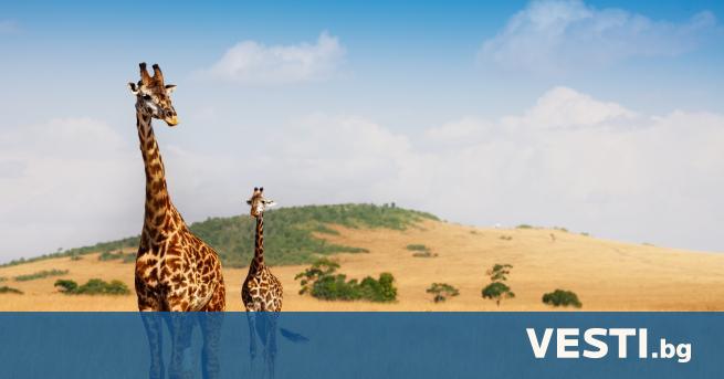 Д евет жирафа бяха спасени от кенийски природозащитници от остров който