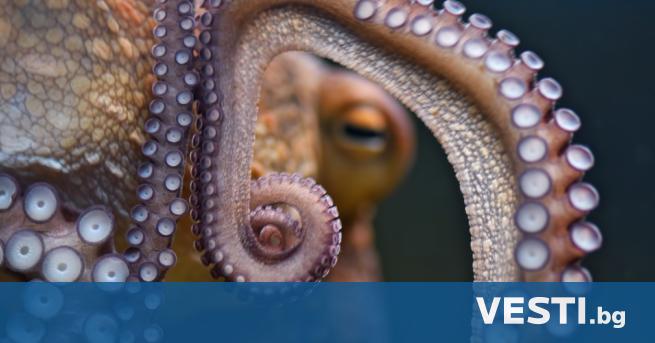 Б разилски учени установиха че октоподите признати за най умните безгръбначни
