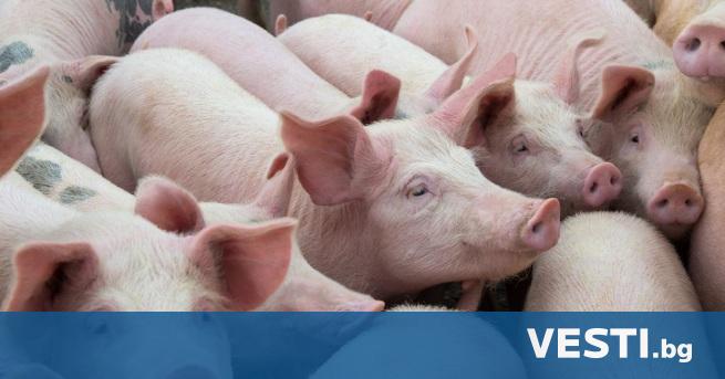 17 мъртви прасета с ушни марки от Нидерландия бяха открити