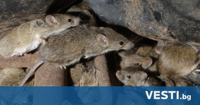 Н ашествие на полски мишки принуди австралийските власти да започнат