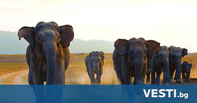 Б роят на дивите азиатски слонове в Индия и части