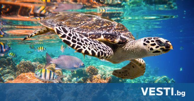а Соломоновите острови ястребоклюните морски костенурки се излюпват с хиляди