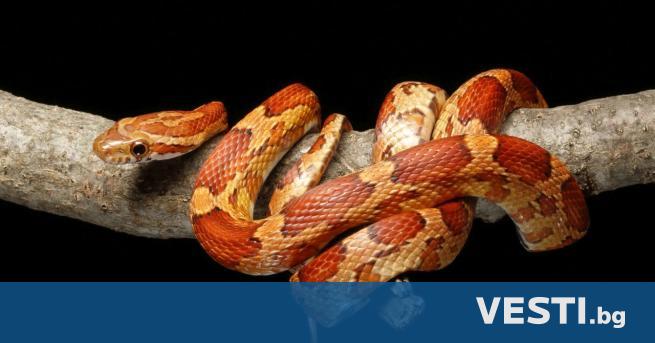 Първите генно модифицирани редактирани змии използват мистериозни модели на Тюринг за