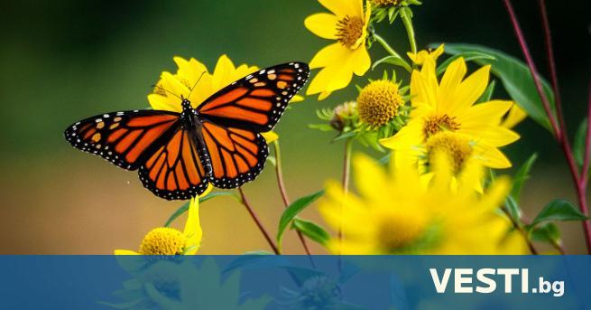 Популацията на пеперудите монарх в Мексико отново нараства след няколко