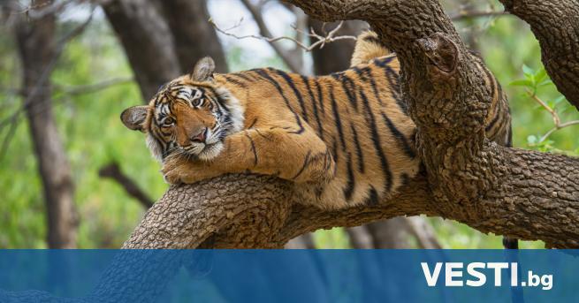 расивият внушаващ страхопочитание тигър е едно от най емблематичните животни на