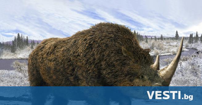 class first letter big Д обре запазеното тяло на гигантски вълнест носорог от ледниковата