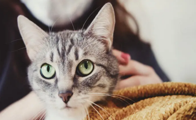 домашна котка